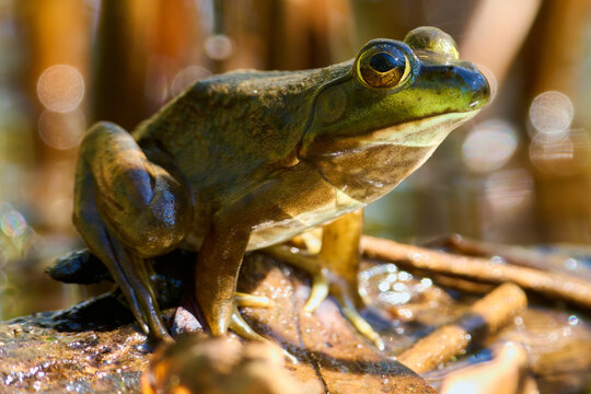 Green Frog at Webber Lake, Nova Scotia, Canada