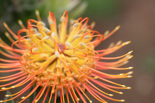 Close-up detail of a yellow and orange, Leucospermum, Proteaceae, commonly known as Pincushion Protea, on the AKL Lavender Farm in the Upcountry; Upcountry Maui, Maui, Hawaii, United States of America