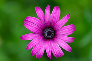 Close-up of a bright pink, African daisy (Osteospermum) with a green background at the Kula Botanical Gardens; Maui, Hawaii, United States of America