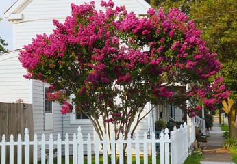 Pink Crepe Myrtle Tree Blossoms, White Picket Fence