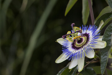 Single passionflower right side with empty space and blurred background