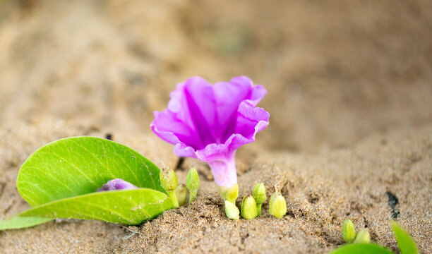 Close-up of Beach Morning Glories (Ipomoea imperati) blooming in the sand on Kamaole 2 Beach; Kihei, Maui, Hawaii, United States Of America