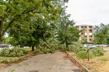 Novi Sad, Serbia - July 20, 2023: The storm broke the trees. Deferred trees after the storm