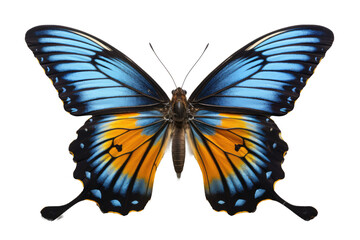 Blue Butterfly - Transparent Background