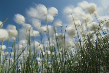 Like spots of white clouds, the aging flowers of dandilions still rooted in the dirt move with the wind.