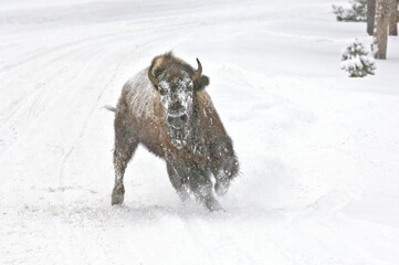 Snow-covered buffalo charging down a snowy trail in Yellowstone National Park