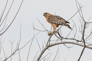 Red-Shouldered Hawk perched on leafless tree branch
