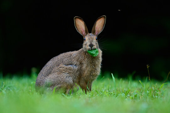 Snowshoe Hare