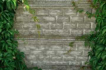 green ivy full of large leaves concrete modern fence wall Space for copy text Grapevine on grey background cement palisade covered plant forming frame