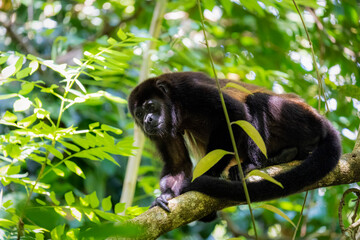 Mono Congo