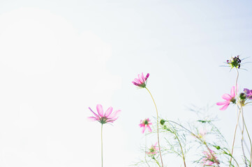 Obraz na płótnie Canvas 逆光で透ける秋桜の花