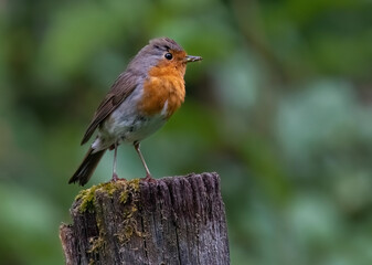 Robin, side view, on a tree stump