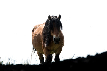 Naklejka premium Caballo en contraste