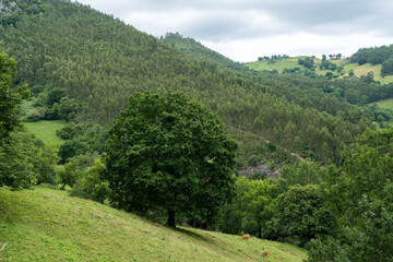Obraz premium Gran árbol