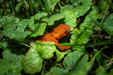 With warm wether and wet conditions, the Eastern Spotted Newt can be seen crawling through the grass along the works in Windsor in Upstate NY.  Amphibian with spots and orange skin.