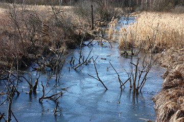 Sunny spring day. A wild meadow with a dry grass, a ditch full of water, the mixed wood in the distance. Fragment of the wild nature.