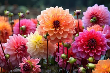 Schilderijen op glas Dahlia blossoms with  rain drops in rustic garden © nnattalli