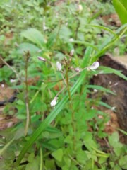 A small flower tree