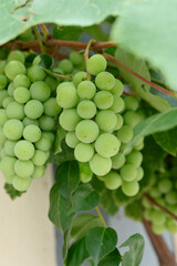 closeup the bunch green ripe grapes holding the vine with leaves on the green white background.