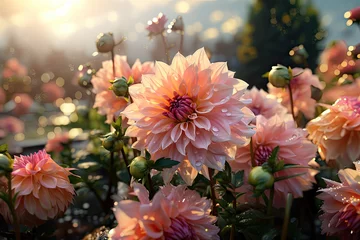Poster Dahlia in sunlight background.  Hobby gardening concept. © nnattalli