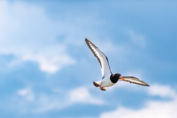 Fliegender Austernfischer