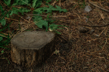 an old rotten stump with roots sticking out of the ground overgrown with moss in the forest texture around grass trees and winding paths