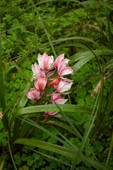 garden orchids yellow and pink flowers green plants
