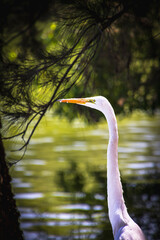 Fototapeta premium Osprey heron at sunset on the lake
