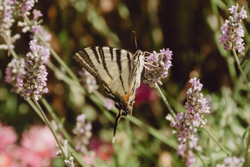 butterfly on a flower