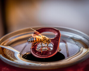 Bee drinking sugar