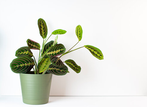 The prayer plant (Maranta leuconeura) on a white background