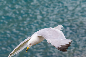 Seagull in flight