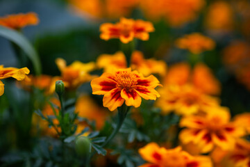 A closeup shot of orange tagetes (marigolds) blooming in the garden