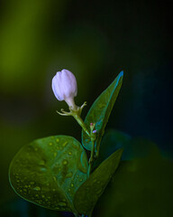 A bud of jasmine flower