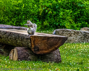 Squirrel on the old wooden trunk