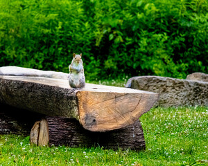 Squirrel on the old wooden trunk