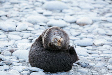 Naklejka premium Antarctica Fur seal pup