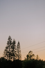 dark treed skyline with sunset and telephone wires in background