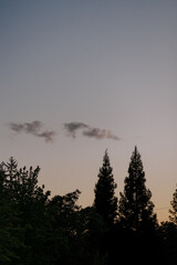dark treed skyline with sunset and cloud in background