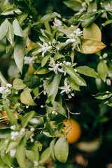 orange blossoms on green leaved branch with fruit in the background