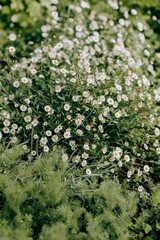 bush of mountain mini daisies with green leaves