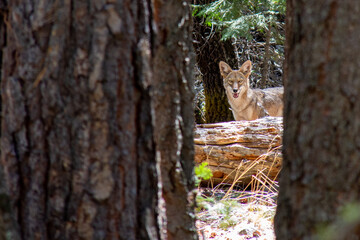 Wild coyote looking at camera from between trees on the Mirror Lake Loop in Yosemite