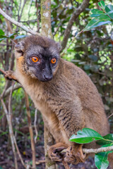 Portrait of a brown maki Lemur a close up from the lemur in forrest