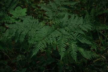 Background of the dark green leaves of fern and wild plant over the brown soil of the forest