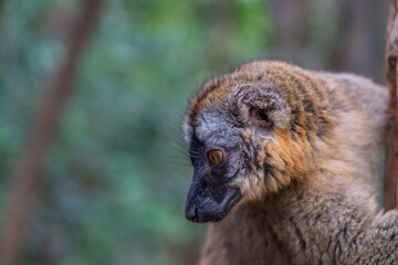 Portrait of the head from a brown maki Lemur a close up from the lemur in forrest