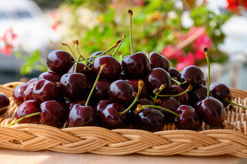 New harvest of fresh ripe dark red cherry berry in Provence, France close up