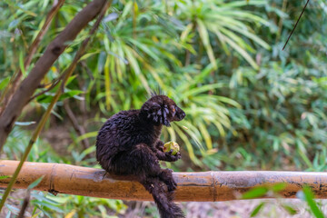 Black lemur, Eulemur macaco, face detail portrait with yellow eye.