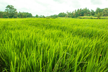 Green rice field in the countryside  