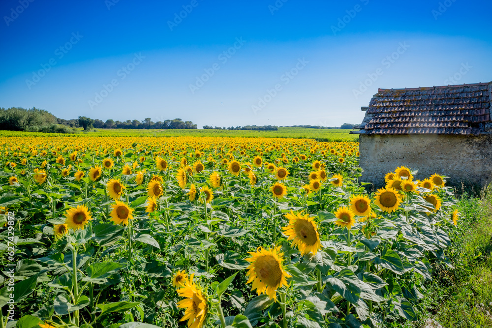 Wall mural Champ de Tournesols en Provence