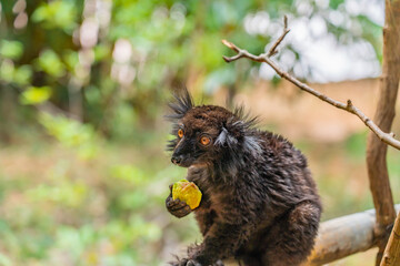 Black lemur, Eulemur macaco, face detail portrait with yellow eye.
